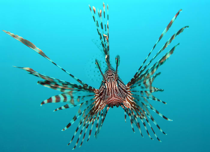 The red lionfish is a coral reef dweller you don't want to meet. Its poisonous sting is extremely painful though rarely fatal.