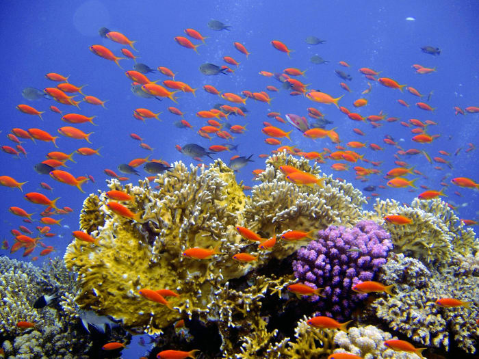 It is crucial that we do what we can to maintain the health and safety of the reefs that are still alive.