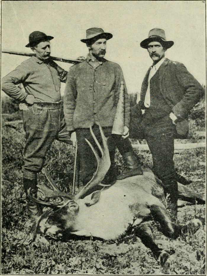Caribou shot by Dr. W. L. Munro 1907