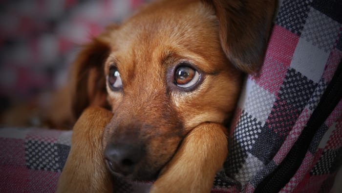 Every year around July 4 all across America, animal rescue shelters are filled with runaway pets that panic and escape their owners because of the loud sounds of fireworks. Others are never found.