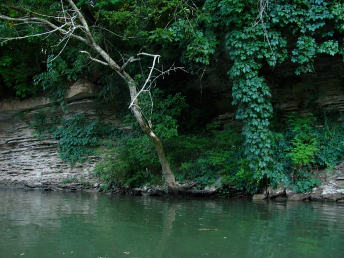 Limestone cliffs and steep banks covered in thick foliage line the Duck River's shores.