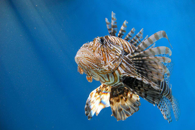 This is a lion fish, which is a very common catch in Hawaii. If you catch one, throw them back, because they are poisonous.