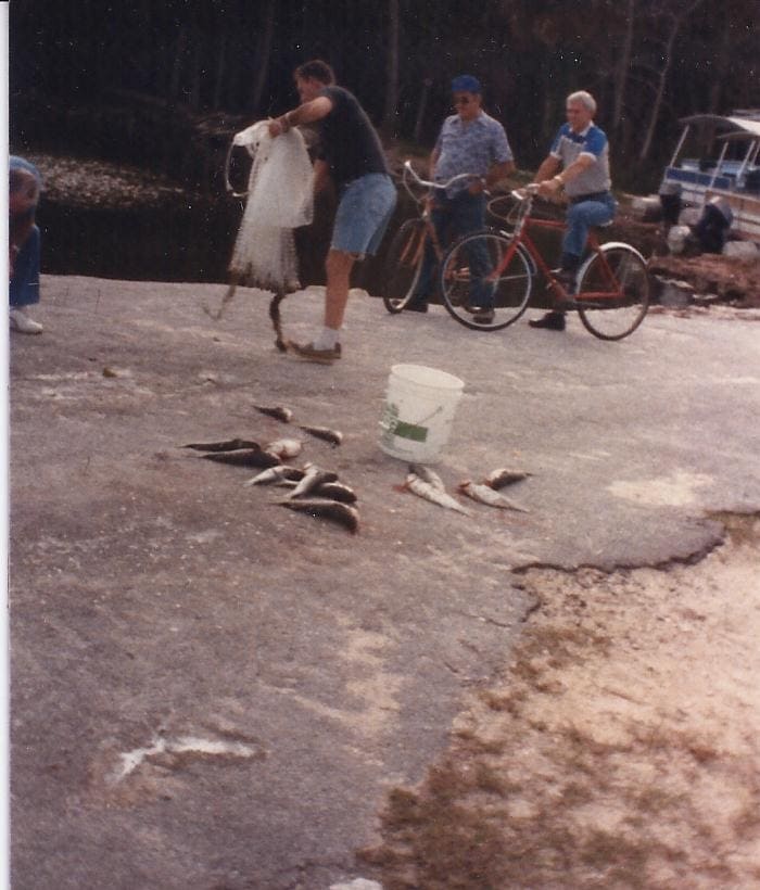 These are mullet. Did you know mullet are the only fish with a gizzard. It is in their head right on top of the gills. Good to eat.