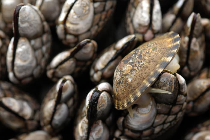Barnacles are a favorite food of sheepshead. They make a great chum candidate. Simply scrape a bunch of them off a piling and fish a fiddler crab or shrimp in the chum line!