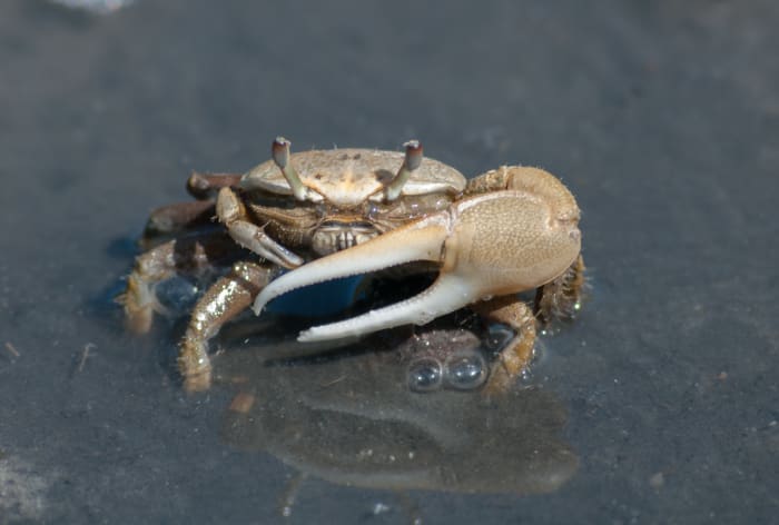 Fiddler crabs are one of the best baits to use when fishing for sheepshead. It is debatable whether removing the large claw from males leads to more hits or not, but it does lead to fewer fingers getting pinched.