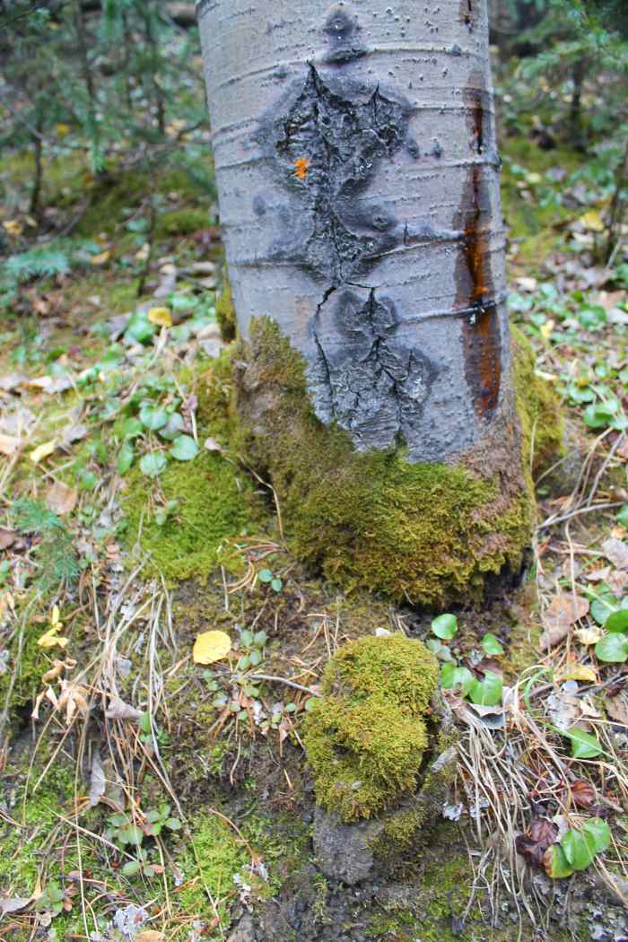 The mountains are a whole different climate than the plains. I think that's why we are so drawn to them. It's rare to find this much moss near the trees in Denver.