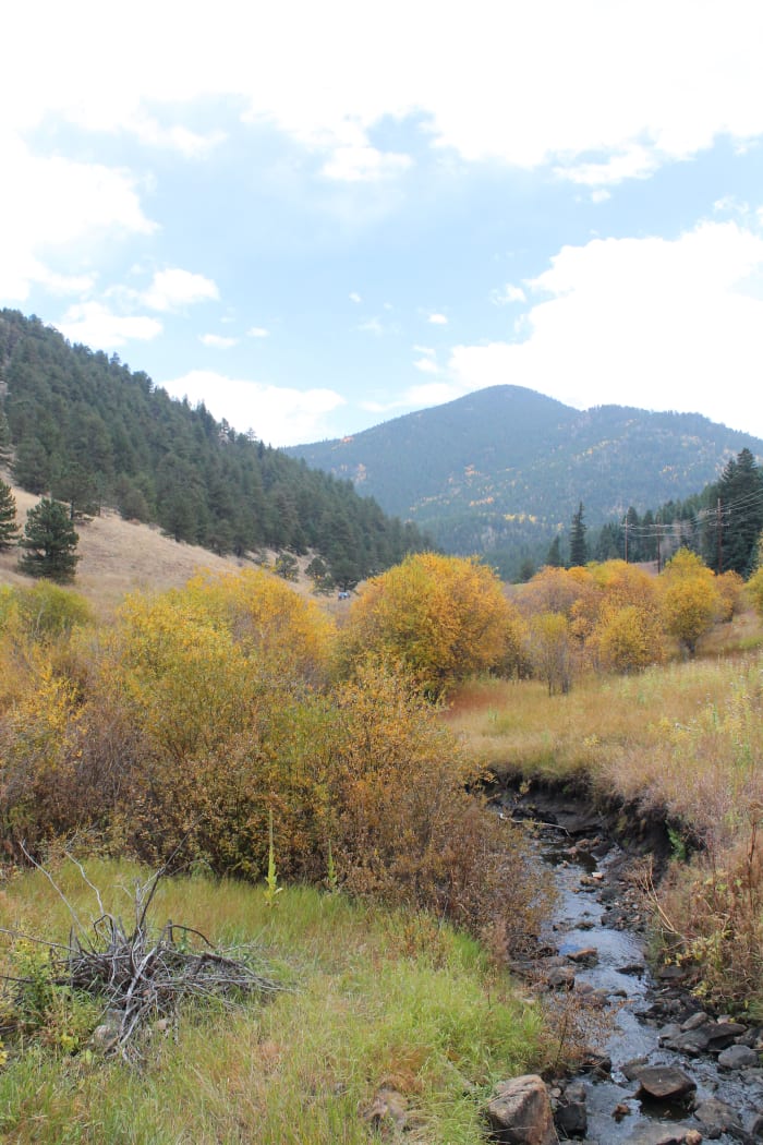 Trees aren't the only plants that change colors in the fall. The bushes and grasses near streams and brooks turn warm, earthy colors.
