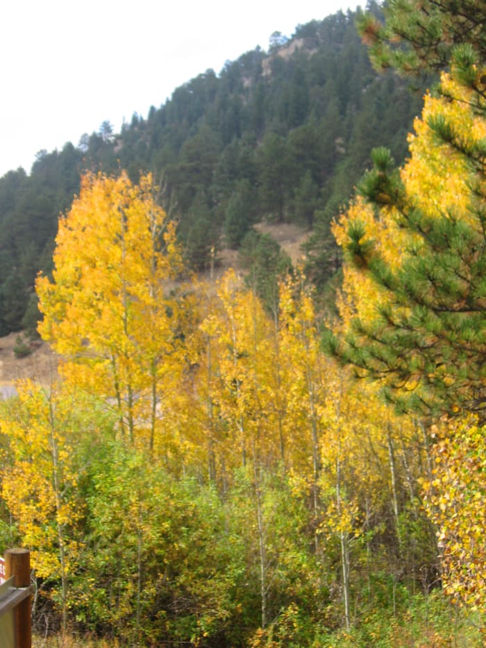 An aspen grove provides lots of opportunity for fall color photos right from the grounds of the Visitor's Center at Golden Gate Canyon State Park