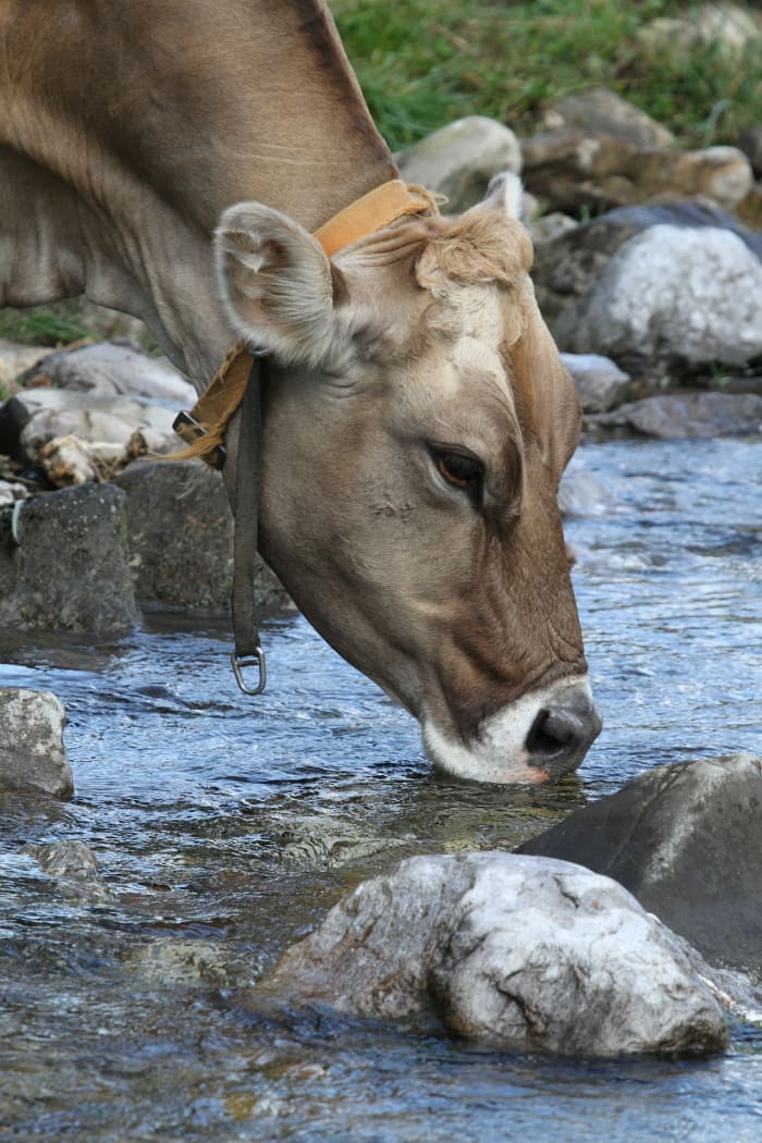 During survival scenarios it is so important to not consume water before purifying it. There are so many harmful bacteria, and germs floating in wild water sources.
