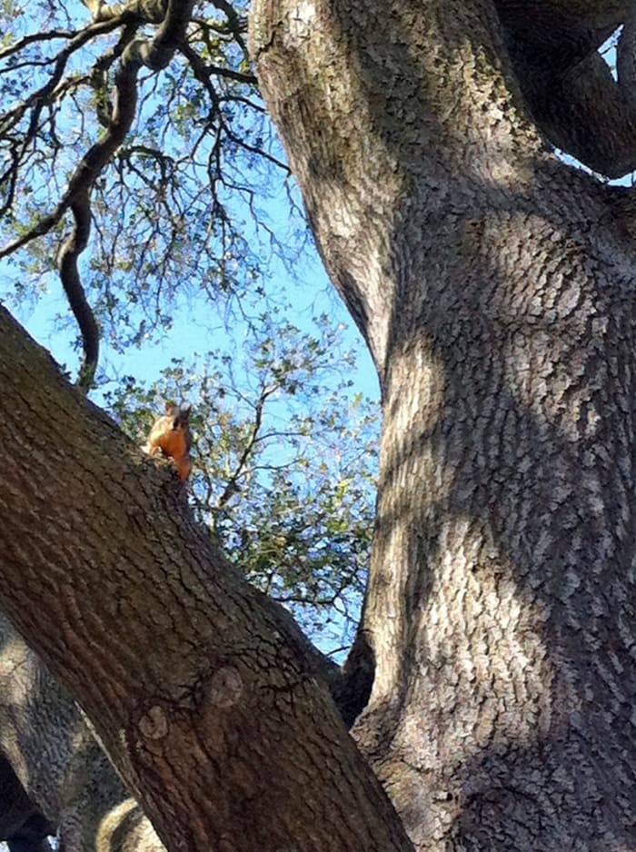 Both native western grey squirrels and invasive red squirrels can be spotted along the nature trail, although the grey squirrels are rather shy.