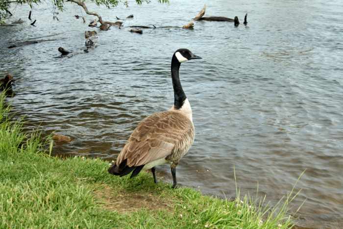 Geese made their home at Lodi Lake, along ducks, Swainson's hawks, egrets and several other species of native and migratory birds.