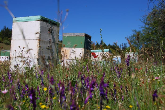 Beehives found along the way to Valtessiniko...My partner got stung fortunately, he wasn't allergic and I removed it right away...