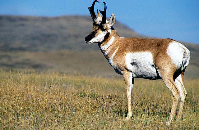 AccuBonds work on light-bodied game like pronghorn, but hunters should aim for major bones or the shoulder joint for best expansion and energy transfer.