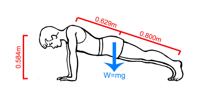 Weight (W) is equal to the mass of an object multiplied by the acceleration of gravity. We don't need to know the person's weight in this example because we are only computing a ratio (percentage)
