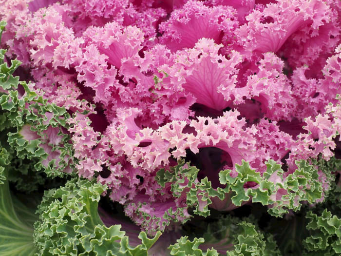 Some ornamental cabbages have leaves with curly edges. They are edible, but they don't taste as good as cabbage varieties grown for food,