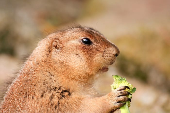 This prairie dog seems to like broccoli. Guinea pigs love the vegetable too, as I know from personal experience.