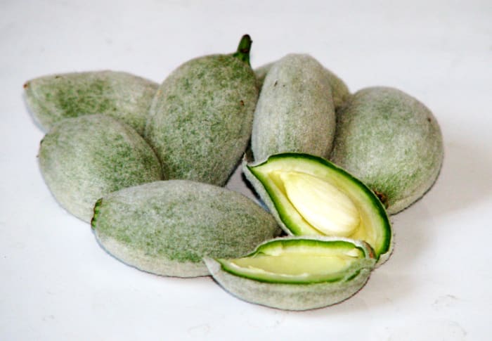 Green Immature Almonds