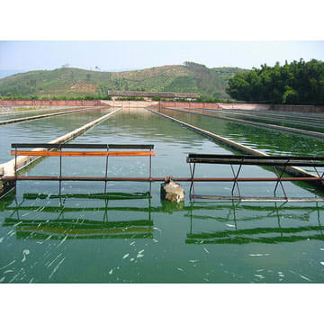 Always check where your spirulina came from.