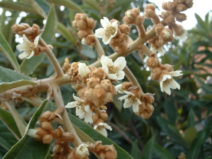 This cultivar is developed for home growing, The flowers open gradually and the fruit follows suit. This makes the fruit available over a longer period of time.