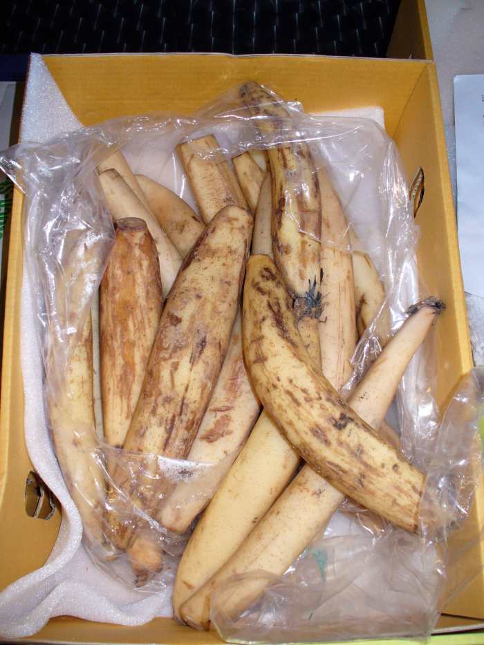 These are lotus stems, not roots.
