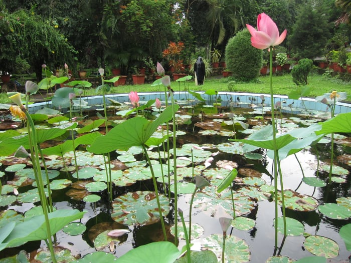 Nutritional and Health Benefits of the Lotus Plant