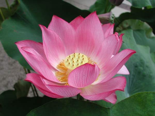 A pink lotus flower.