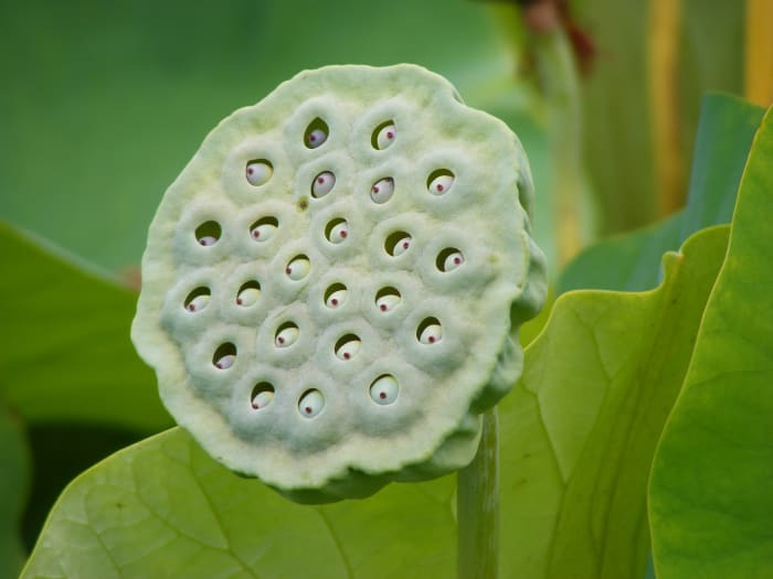 Nutritional and Health Benefits of the Lotus Plant