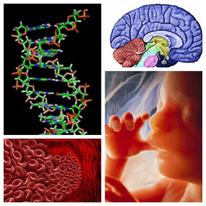 Vitamin B12 is vital for the production of DNA, brain function, fetal development and the effective production of red blood cells.