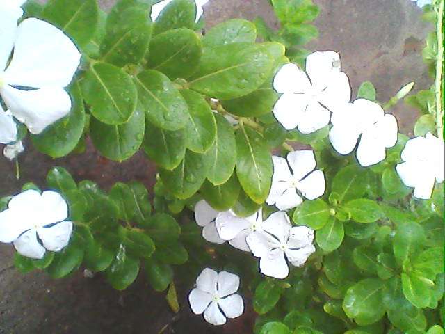White-colored flower variety of Catharanthus roseus