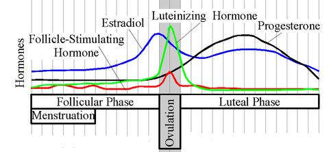 Estrogen dominance occurs in the first half of your menstrual cycle - usually Day 1 to 14 on a 28-day cycle.