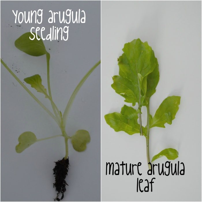 A side-by-side comparison of a young arugula seedling and a mature arugula leaf, which illustrates the round leaves of the young plant versus the lobular, dandelion-leaf shaped mature rocket leaf.