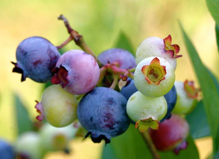 Although expensive, blueberries are a nutrient rich superfood filled with antioxidants that should make a regular appearance in your antiaging diet.