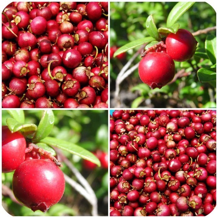 Fresh and ripe cranberries or dried cranberries can easily be added to breakfast cereal or oatmeal for an antioxidant-rich start to a day.