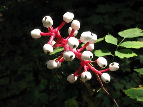 Arándano blanco (Actaea pachypoda)