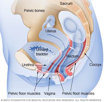 A woman's pelvic floor muscles work like a hammock to support the pelvic organs, including the uterus, bladder and rectum. Kegel exercises can help strengthen these muscles.