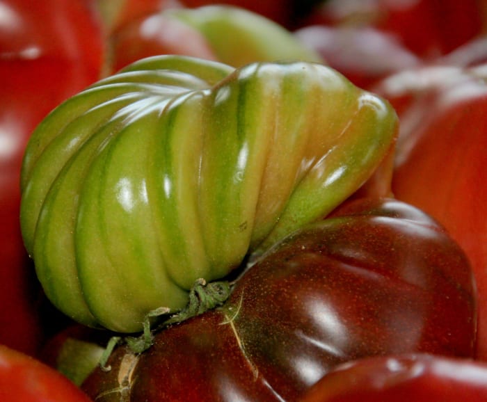This unusual looking tomato is of the heirloom variety Cherokee Purple.