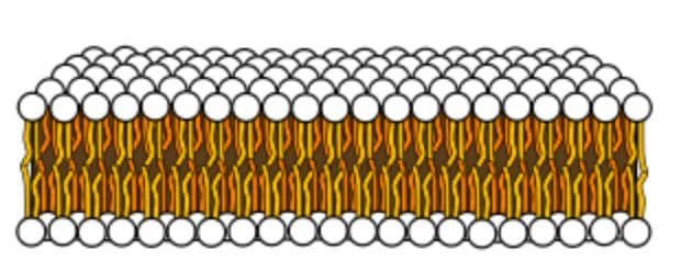 Figure 14: Drawing of a membrane White circles represent phosphate groups. Orange and yellow lines represent fatty acids. Modified from “Phospholipid aqueous solution structures” by LadyofHats, which is in the public domain.