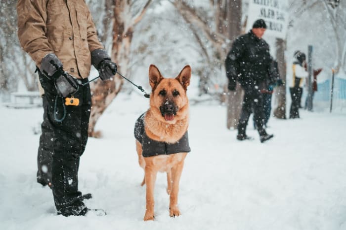 Nothing spoils a walk faster than wearing clothing that's too hot or cold. Make sure that your pet also has adequate protection during colder times.