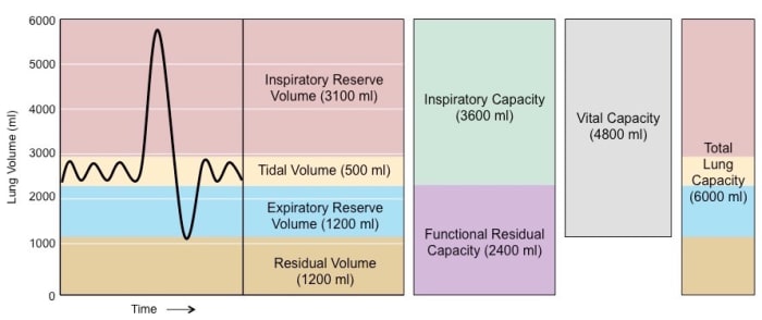The average respiratory volume is about 0.5 L per cycle (tidal). The average person takes in 12–18 breaths per minute. On a high-carb diet this is too less to burn all the carbohydrates effectively. The results are slag and low Ph values in the body