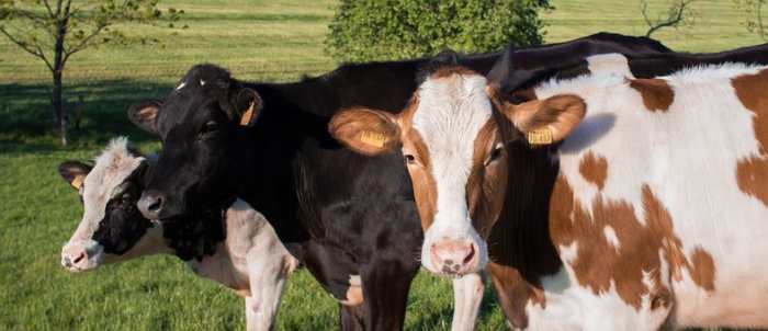 There was a time that all cows only produced A2 milk, now the Guernsey cow is the predominant cow that produces A2 milk.