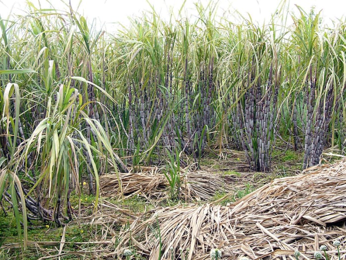 Sugar cane is another crop that contains ethanol. Brazil is already growing sugar cane across million of acres turning it into bio fuel. In terms of bio fuel production, it's decades ahead of the US and Western Europe.