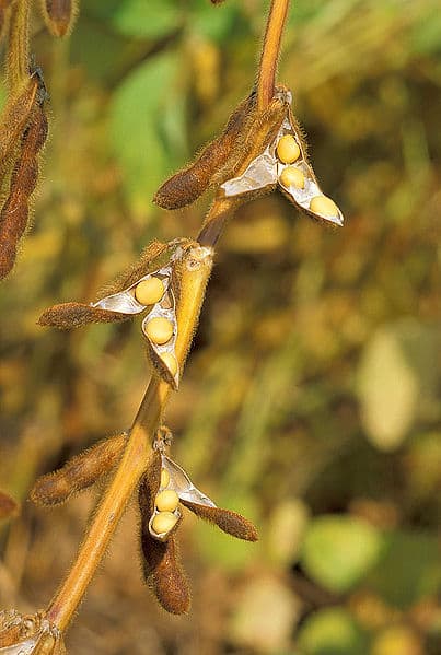 Soya beans contain oil that can be processed into bio fuel that can be used in diesel powered cars.