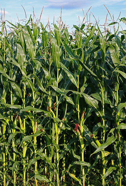 Corn, contains ethanol that could help revive the gasoline/petrol powered car in a world without oil. But would we be able to produce enough?