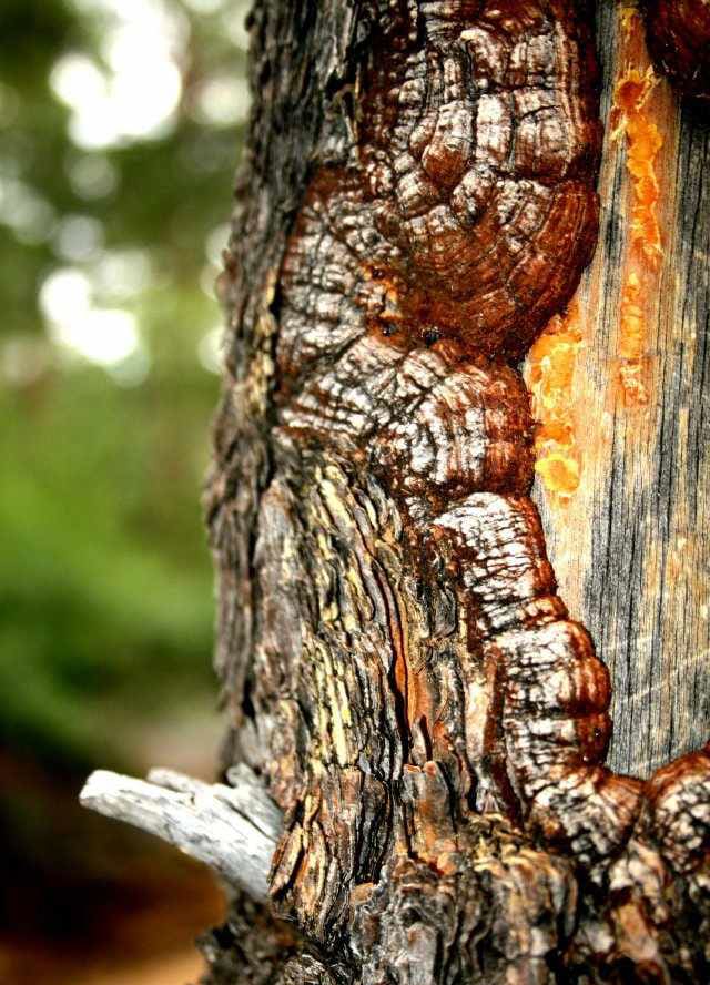 A close-up of a tree trunk.