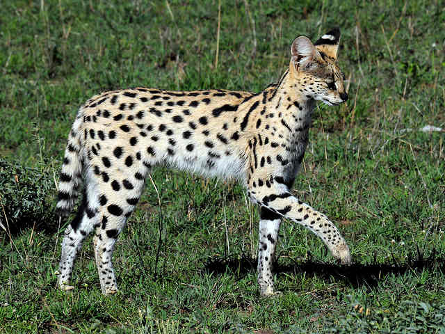 Can You Buy a White Serval? - PetHelpful