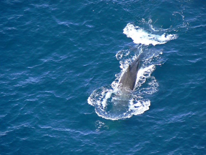 In 2013, a dead sperm whale was found in Spain with over 37 pounds of plastic and 59 plastic items in its stomach.