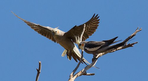 Cockatiels are an example of a popular pet that are basically the same animals you would see in the wild, however, they are extensively bred in captivity, and when hand-raised from a young age they make loving pets.
