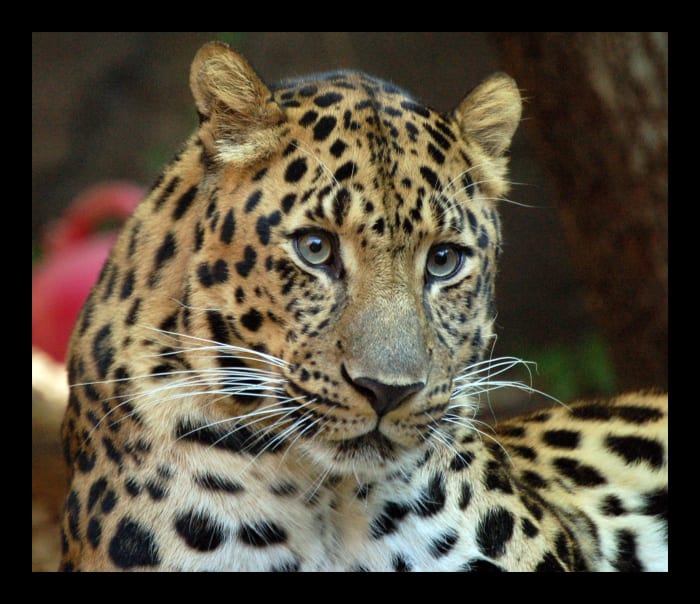 The Top 5 Most Endangered Species in 2015 - Soapboxie - Politics