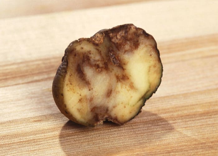 The disease "late blight" ruins potatoes for eating. Irish Lumper was especially vulnerable to this disease, and was primarily responsible for the "Great Irish Famine" in 1846-48.