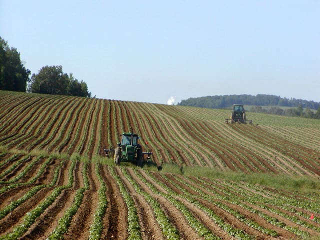 Potato fields spread across marginal lands, providing food for the peasants. Grasslands were used by English absentee landlords to raise beef, dairy cows, and sheep for export to England.